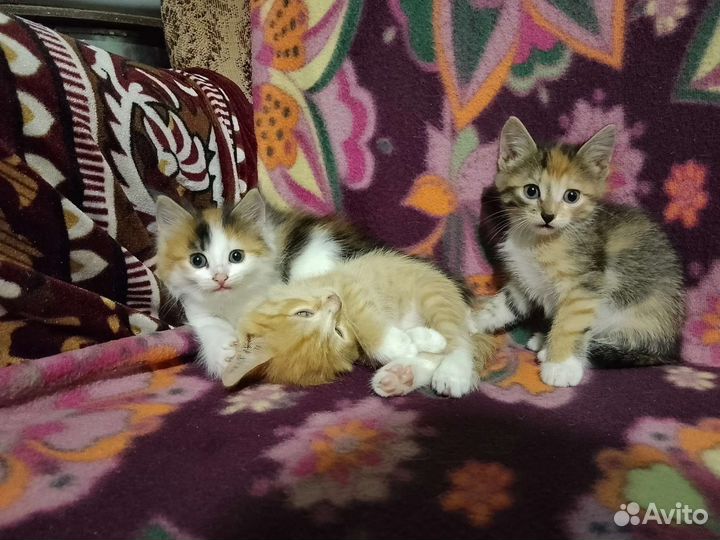 Котята в добрые руки