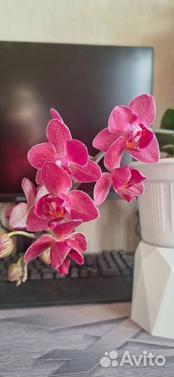 Орхидея фаленопсис