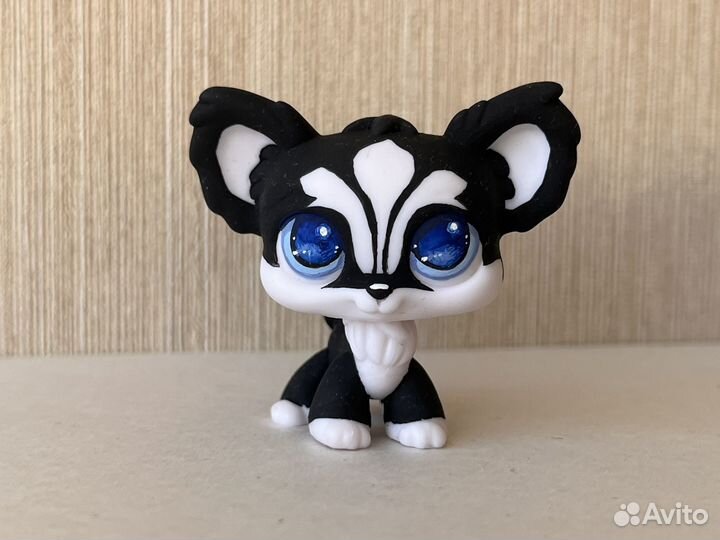 Lps лпс ооак чихуахуа