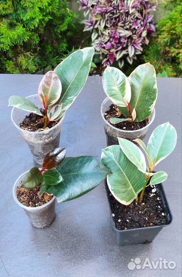 Комнатные цветы