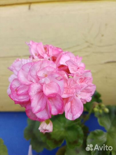 Пеларгония герань