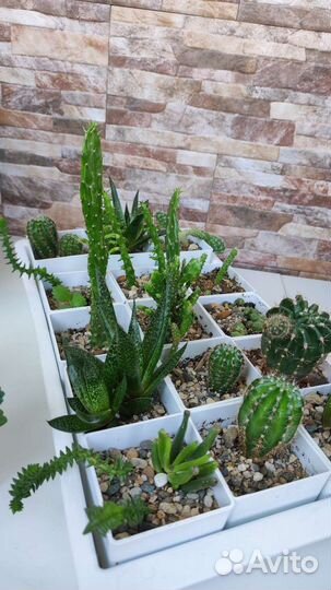 Кактусы и суккуленты