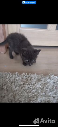 Котенок в добрые руки