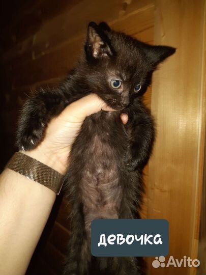 Котята в добрые руки бесплатно