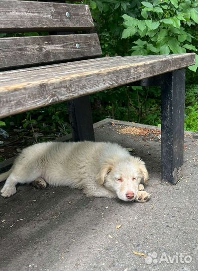 Щенок в добрые руки