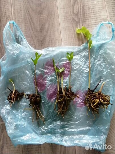 Замиокулькас