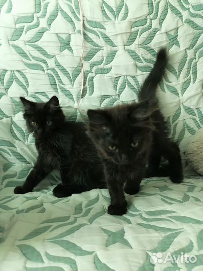 Котята мальчики 2 мес