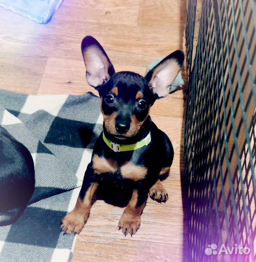 Щенки цвергпинчера