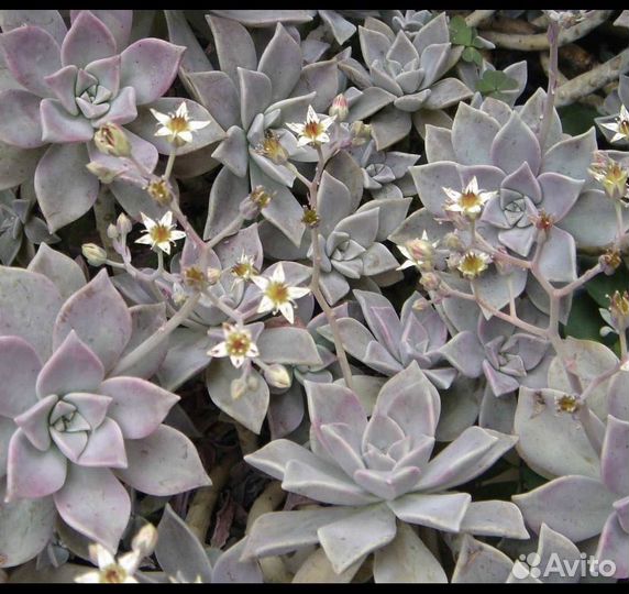 Граптопеталум парагвайский