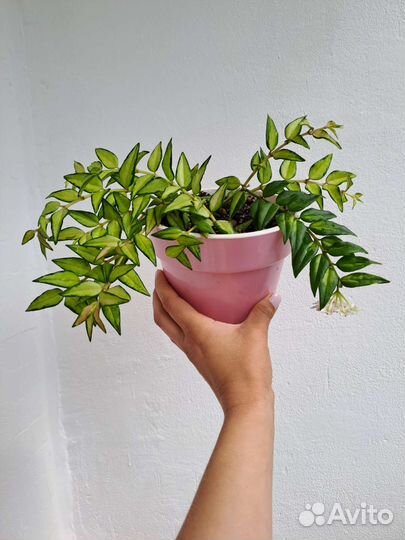 Хойи Louis Buis, белла вар, вибелла