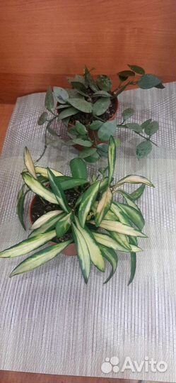 Хойя эскимо