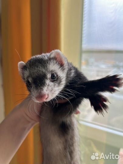 Домашний хорек