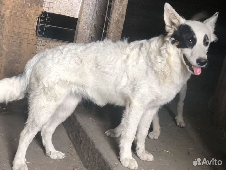 Собака из приюта