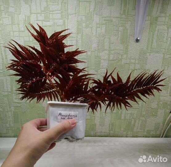 Бегонии pteridiformis, luxurians