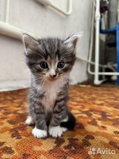 Котята в добрые руки даром