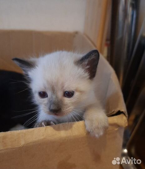 Котятки сиамские