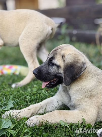 Турецкий кангал