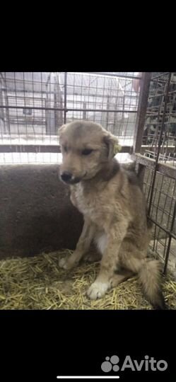 Щенки в добрые руки