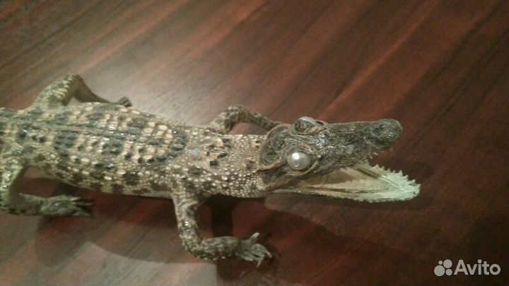 Крокодил (чучело)