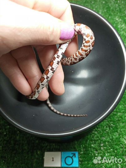 Змея маисовый полоз