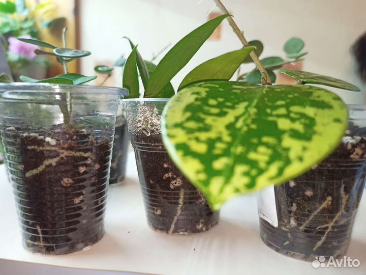 Хойя укорененные