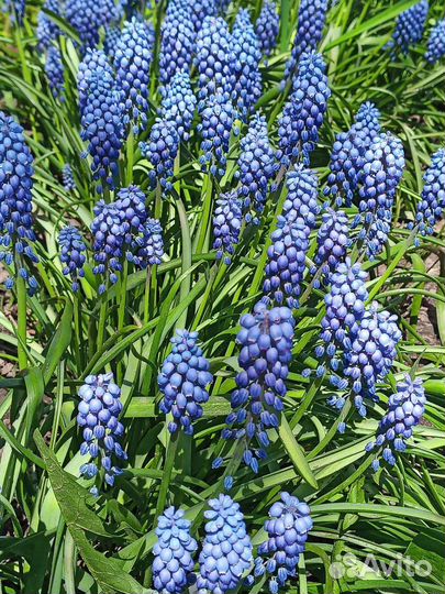 Луковицы сортовых нарциссов, мускари