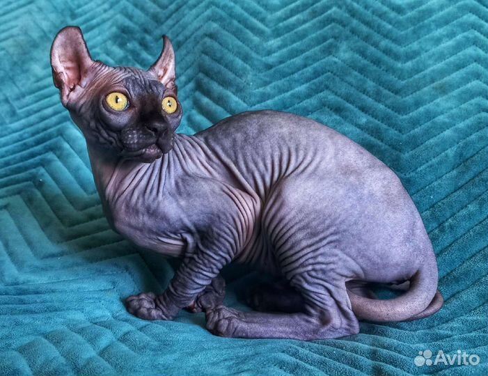 Девочки Эльфики