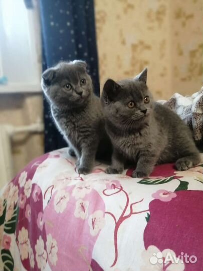 2 сестренки