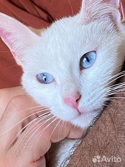 Турецкая ангора