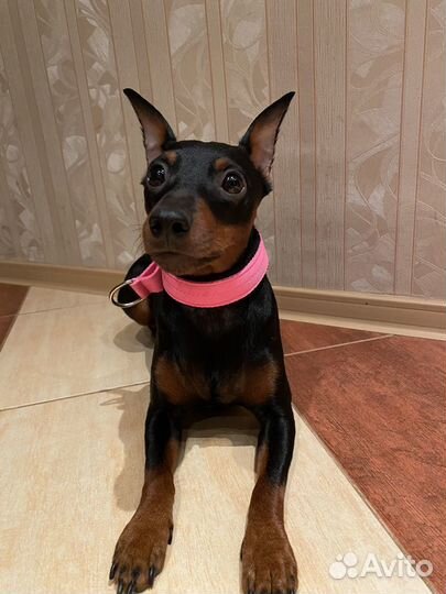 Ошейник для собак ручной работы