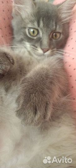 Котенок мальчик от домашней кошки