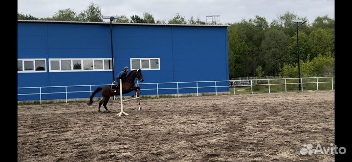 Конь в аренду