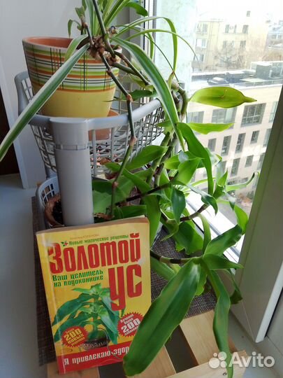 Папоротник нефролепис, декабрист, золотой ус