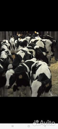 Быки и Тёлки