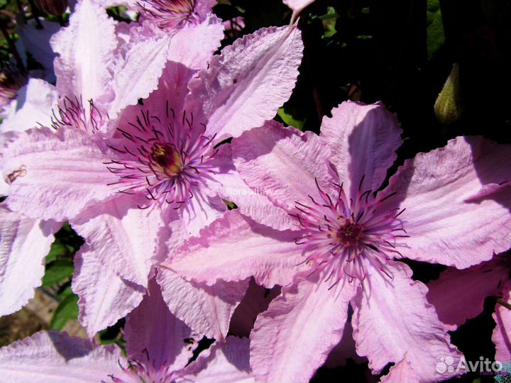 Клематис Хегли гибрид. 3 группа обрезки. 3 года