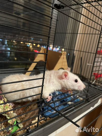 Крыса белая девочка