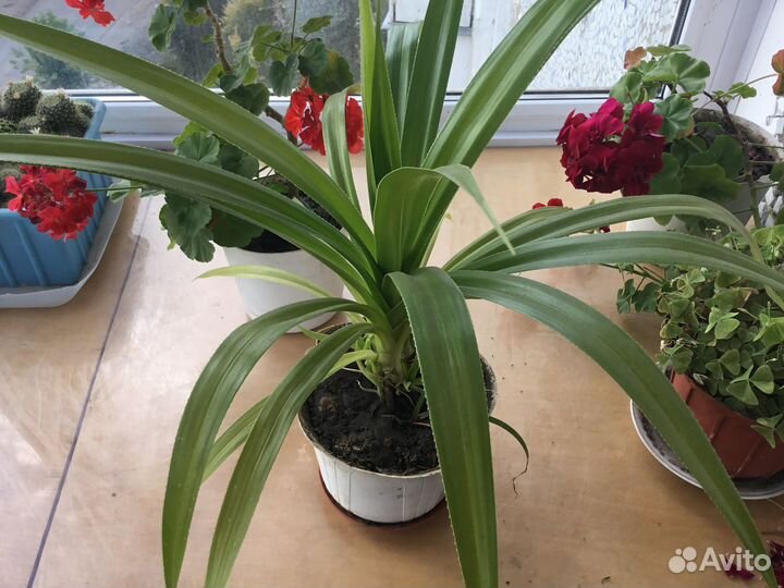 Пальма панданус