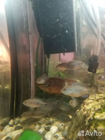 Хромис красавец мальки