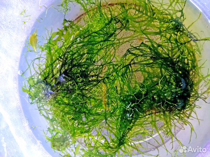 Зеленоград. Растения для аквариум