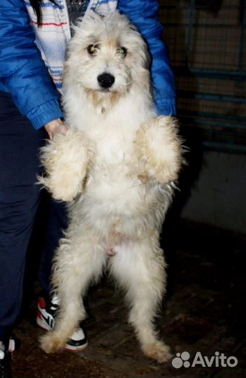 Маленькая собака в добрые руки Помогите