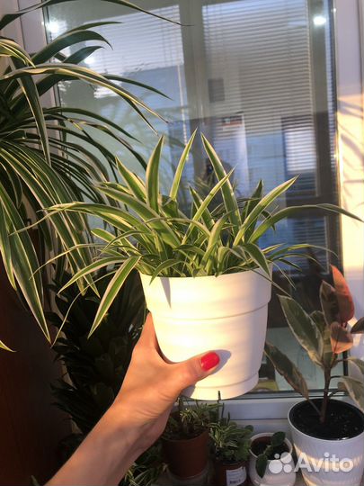 Хлорофитум полосатый