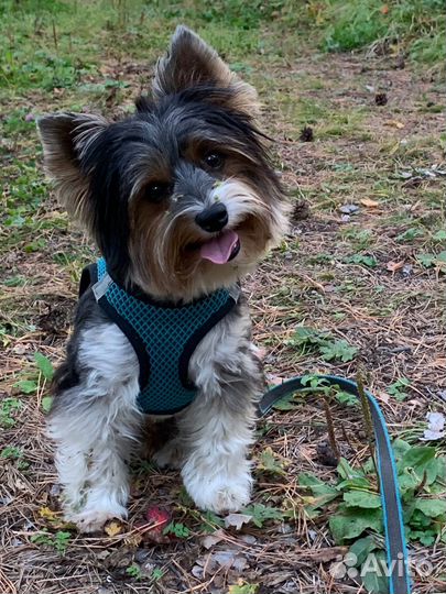 Йоркширский терьер Бивер