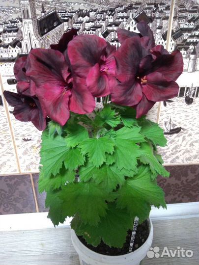 Пеларгония герань