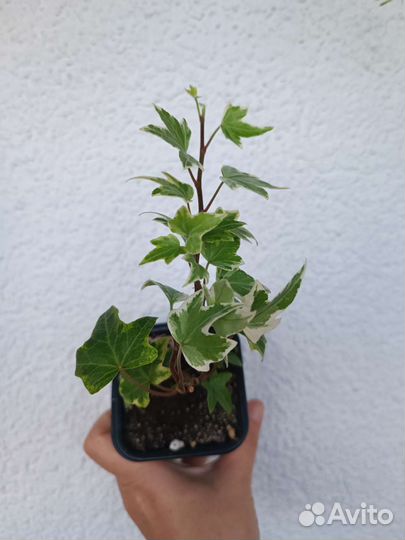 Плющ хедера вариегатный