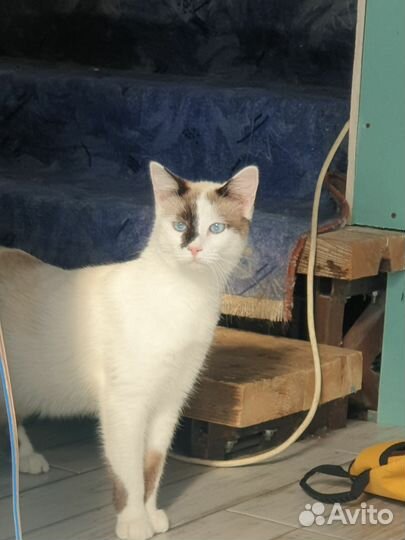 Молодая кошка