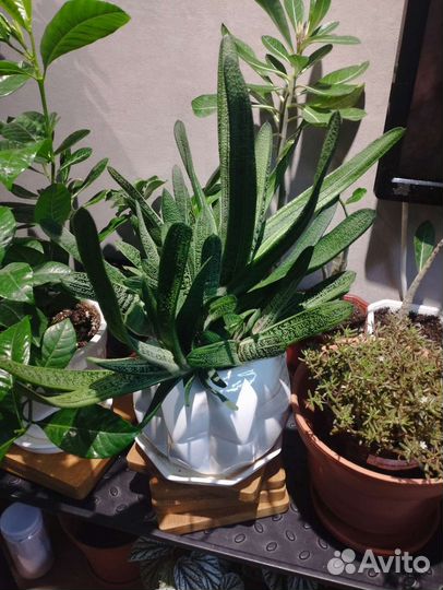 Суккуленты