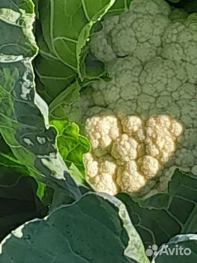 Цветная капуста. Титрикс