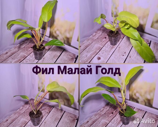 Сциндапсусы, Эпипремнумы, Филодендрон Бразил,Малай