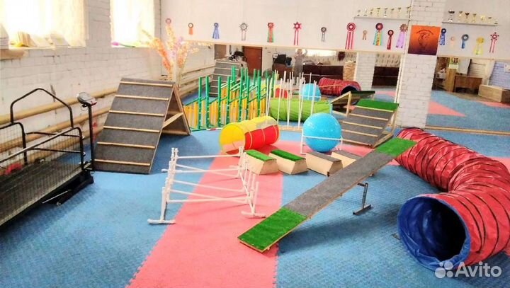 Дрессировка собак, Подготовка к выставкам