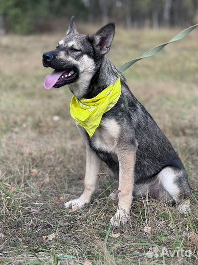 Имбирь, щенок из приюта в добрые руки